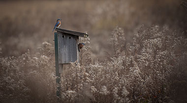 Longwood Gardens, Longwood Gardens Meadow, Eastern Bluebird