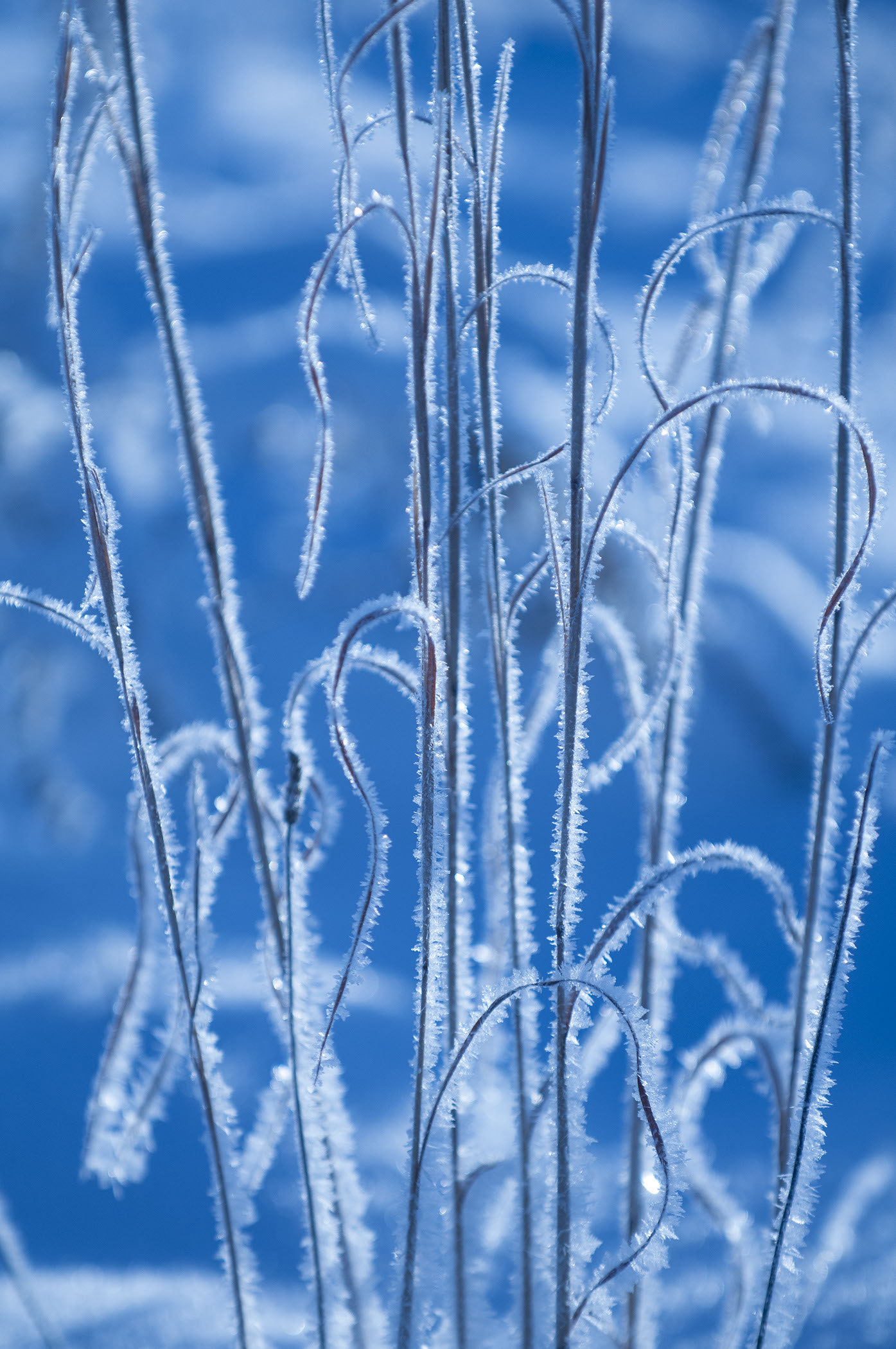 Longwood Gardens, Longwood Gardens Meadow, Hoarfrost