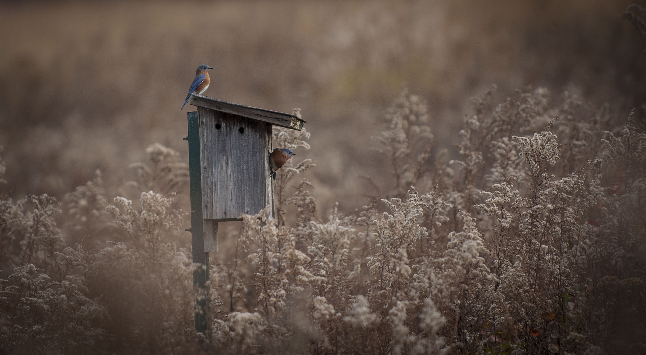 Longwood Gardens, Longwood Gardens Meadow, Eastern Bluebird