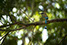 Costa Rica, Guanacaste, Nosara, Playa Guiones, Jade, Jade Retreat, Turquoise-browed Mot Mot